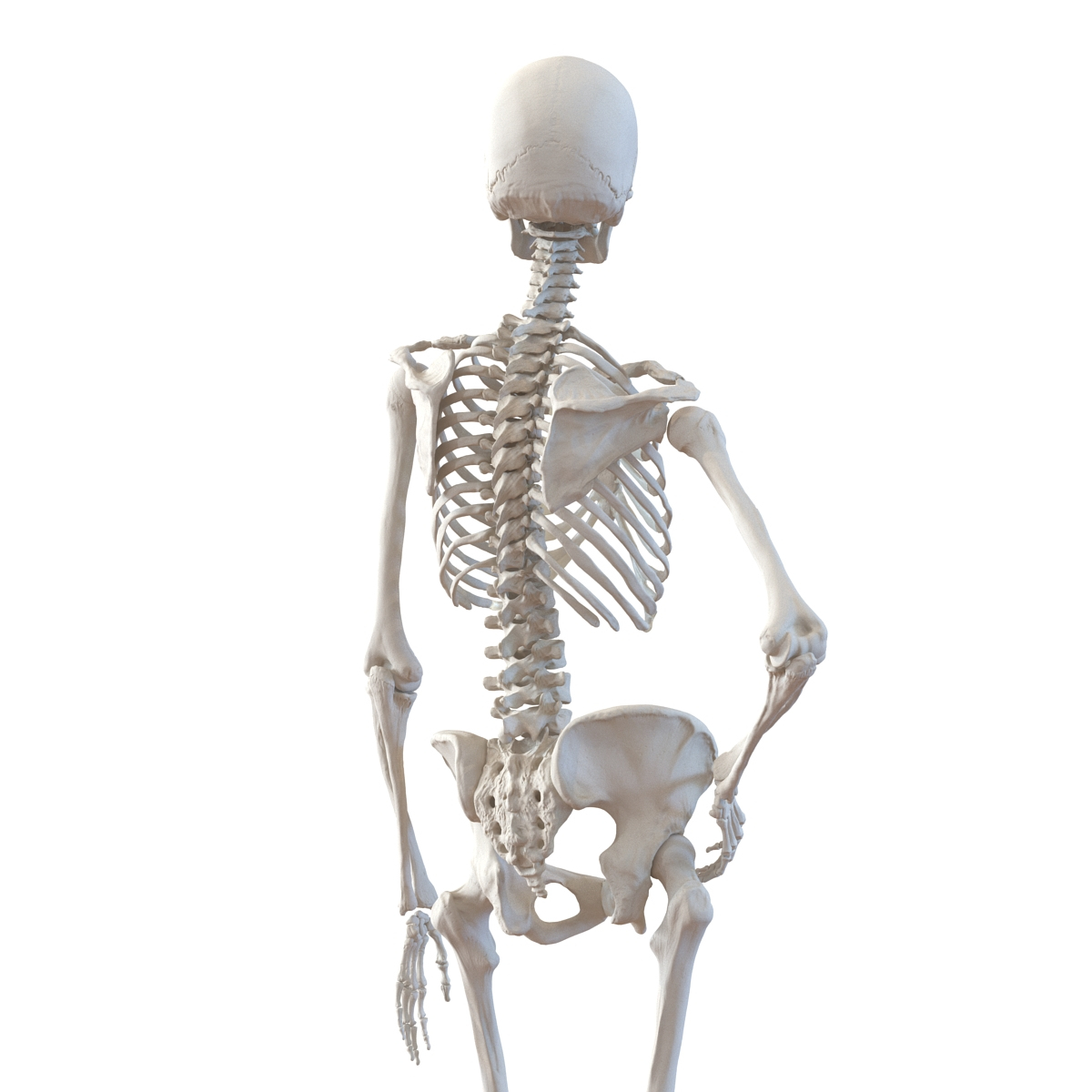 3d human female skeleton pose