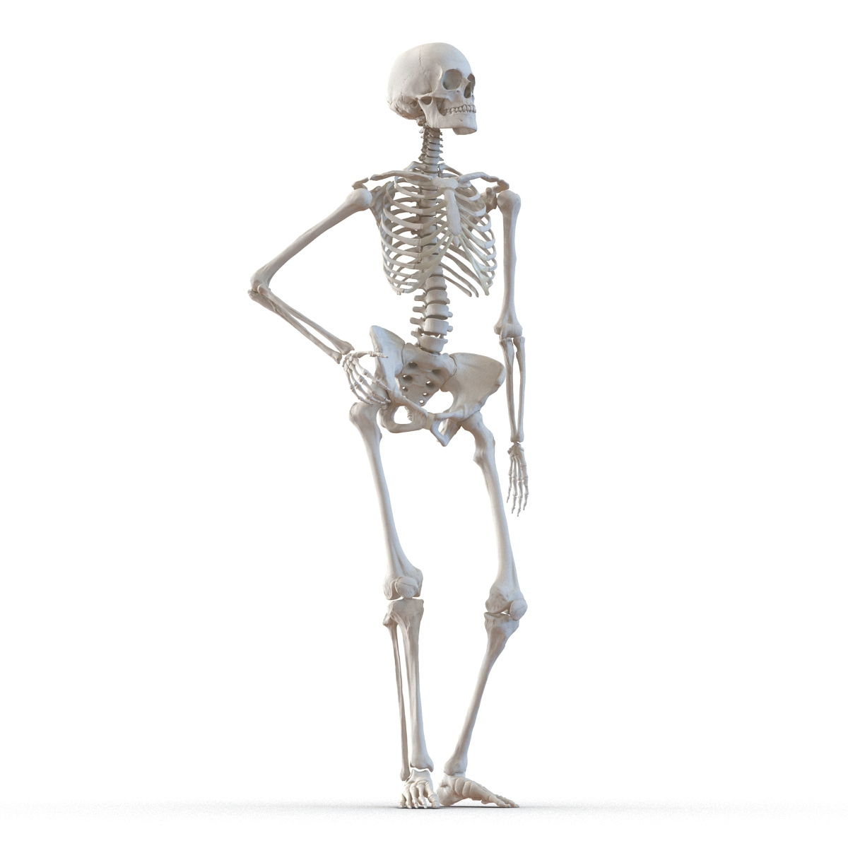 3d human female skeleton pose