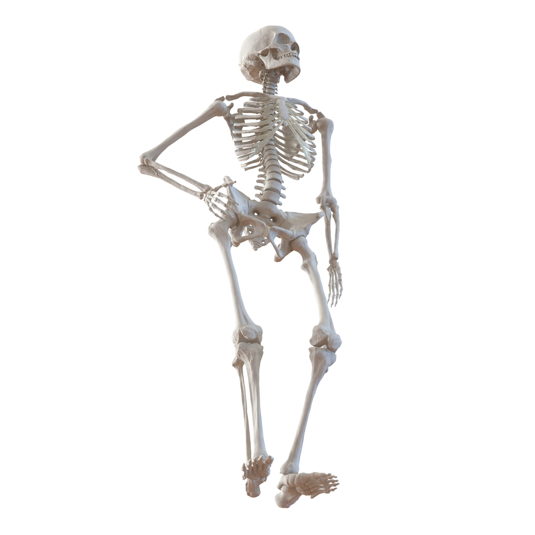 3d human female skeleton pose