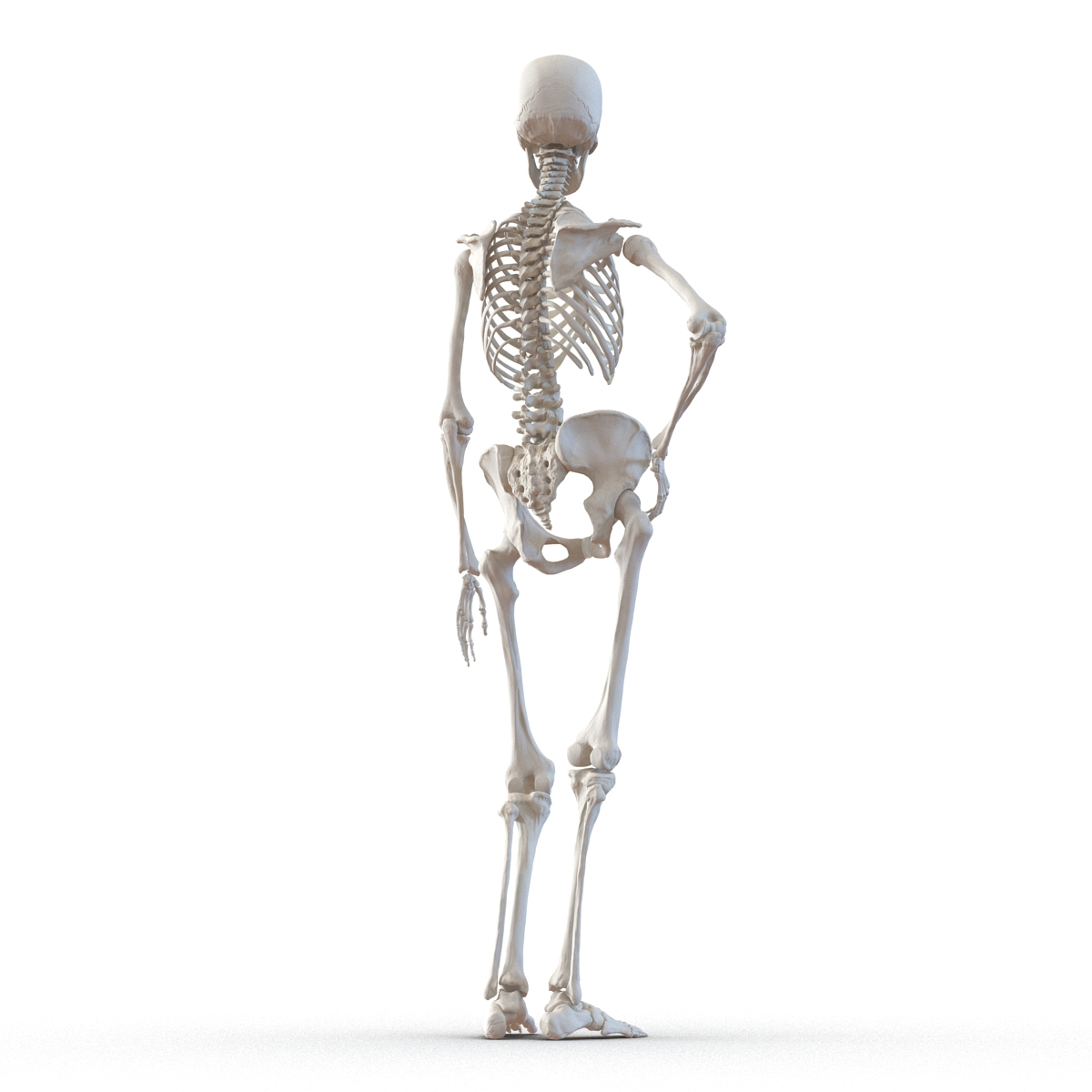 3d human female skeleton pose