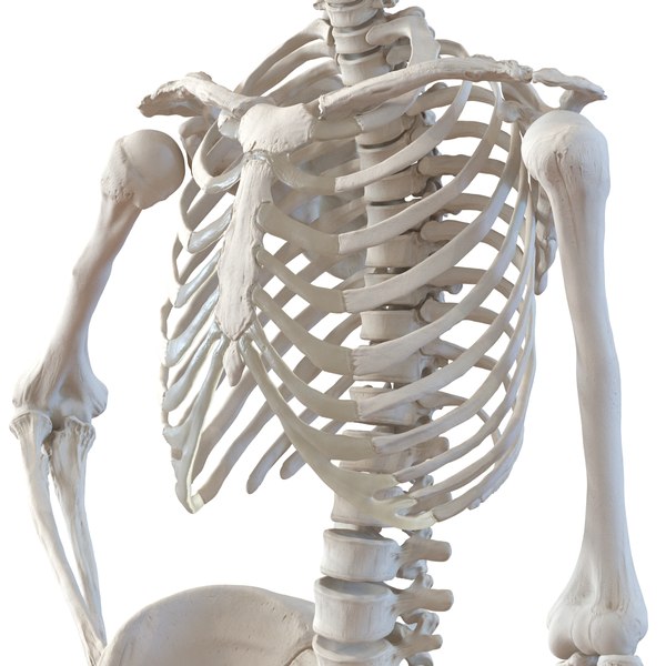 3d human female skeleton pose