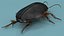 Screech Beetle Black Realistic Rigged for Cinema 4D