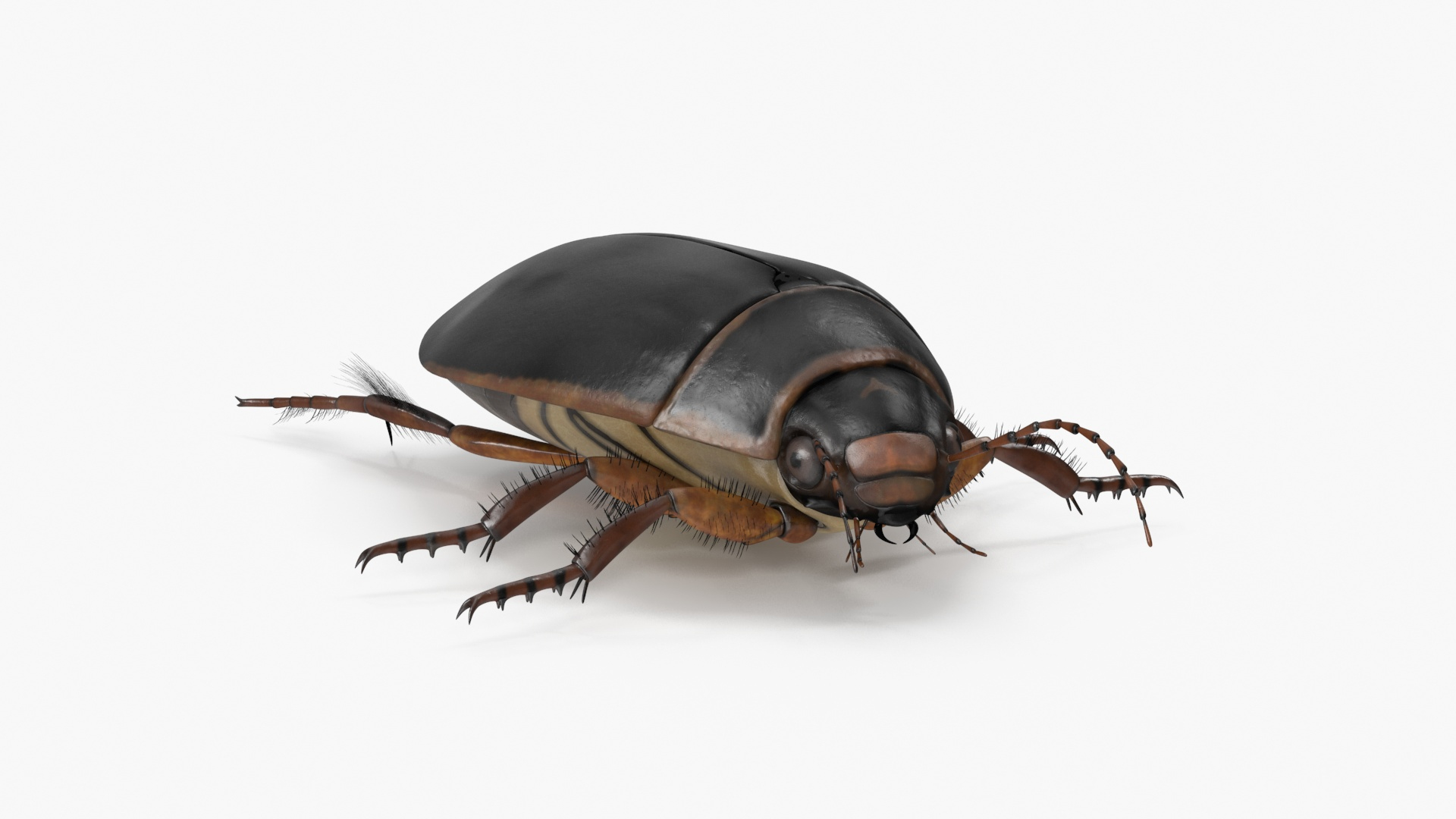 3D Screech Beetle Black Realistic Rigged for Cinema 4D https://p.turbosquid.com/ts-thumb/y4/5eVZNJ/LF/screech_beetle_black_realistic_rigged_360/jpg/1732606800/1920x1080/turn_fit_q99/1c7f22cc180c38844411c1fbe2c08b85e38a57fa/screech_beetle_black_realistic_rigged_360-1.jpg