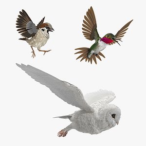 3D birds rigged