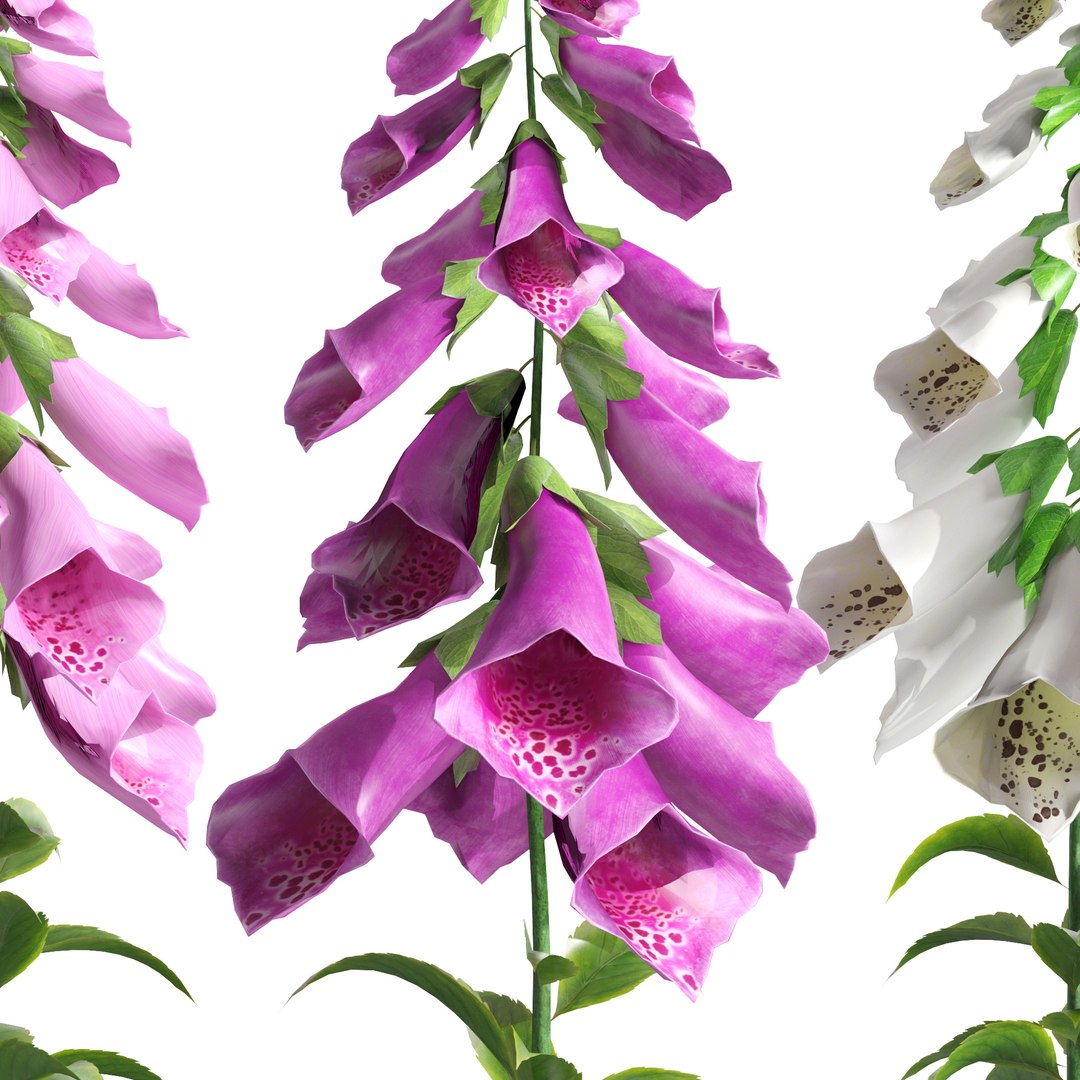 Vibrant Fox Glove Flowers 3D model https://p.turbosquid.com/ts-thumb/y4/NZRILw/4u/z02ppflower/jpg/1696027291/1920x1080/fit_q87/e8f4328e3b5e50e1da94d7c257b35dbe6fa42370/z02ppflower.jpg