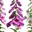 Vibrant Fox Glove Flowers