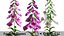 Vibrant Fox Glove Flowers