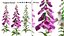 Vibrant Fox Glove Flowers