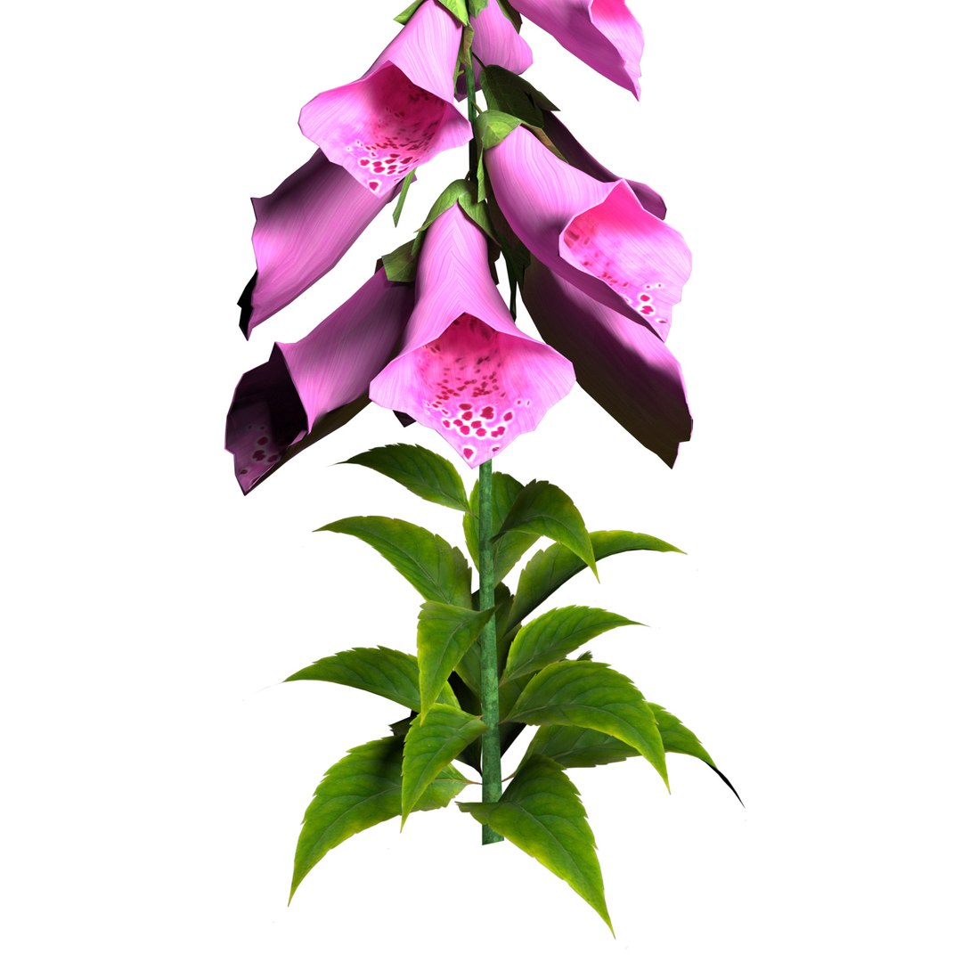 Vibrant Fox Glove Flowers 3D model https://p.turbosquid.com/ts-thumb/y4/NZRILw/XZ/pink_3/jpg/1696027331/1920x1080/fit_q87/a1d7c1077a413777e8e7e458568c46806a70d2e0/pink_3.jpg