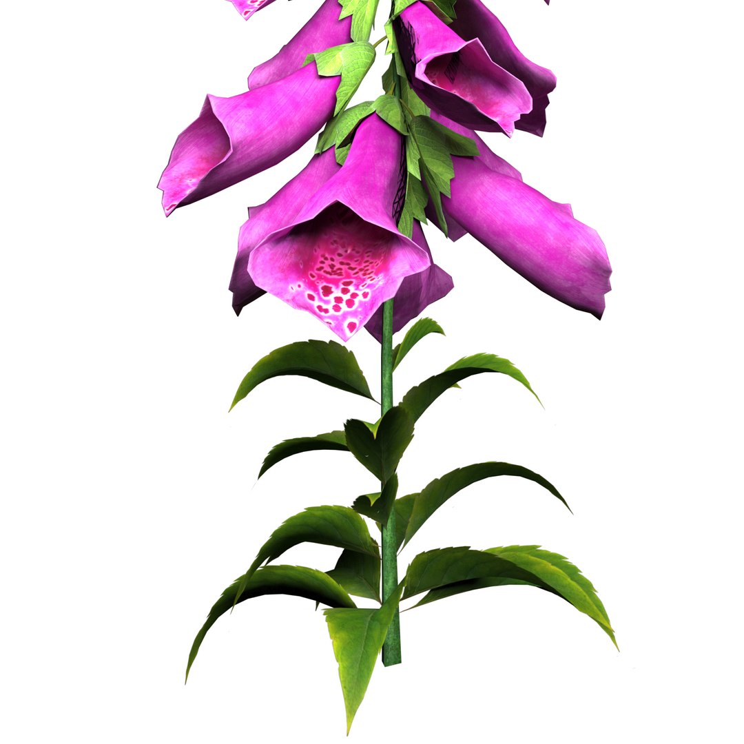 Vibrant Fox Glove Flowers 3D model https://p.turbosquid.com/ts-thumb/y4/NZRILw/Zd/purple_3/jpg/1696027350/1920x1080/fit_q87/500986065832eef2febb007a034877eff34e2000/purple_3.jpg