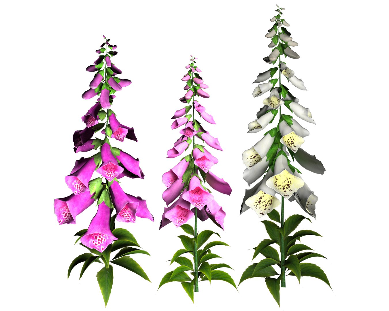 Vibrant Fox Glove Flowers 3D model https://p.turbosquid.com/ts-thumb/y4/NZRILw/o8/together/jpg/1696028828/1920x1080/fit_q87/2c7cd1475176d20f840fbd4501c090dbb39a83af/together.jpg