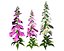Vibrant Fox Glove Flowers