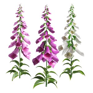 Vibrant Fox Glove Flowers 3D model