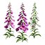 Vibrant Fox Glove Flowers