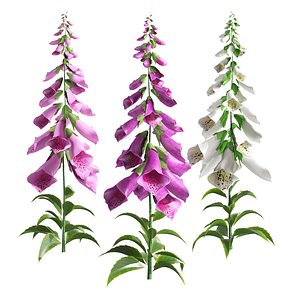 Vibrant Fox Glove Flowers