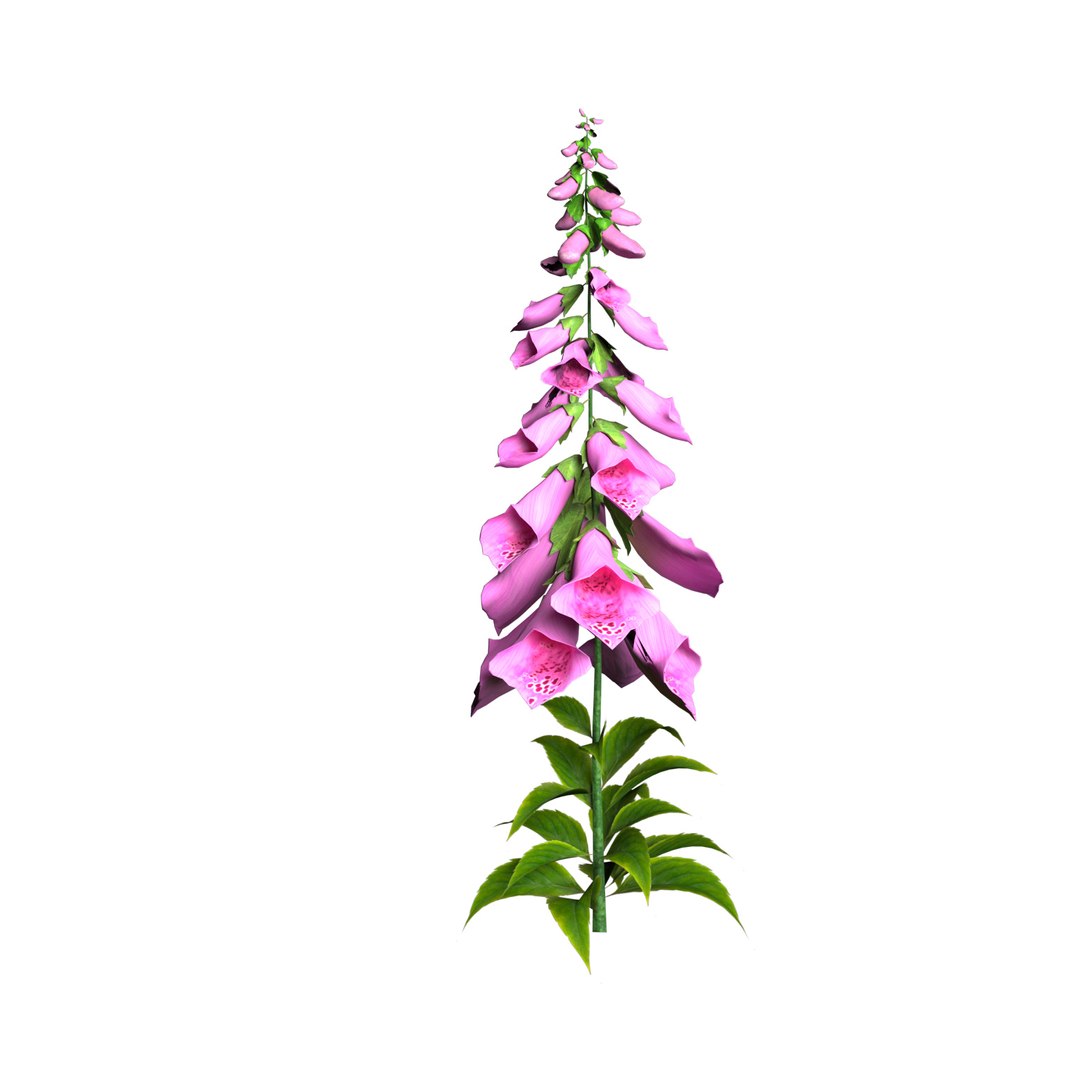 Vibrant Fox Glove Flowers 3D model https://p.turbosquid.com/ts-thumb/y4/NZRILw/vU/pink_1/jpg/1696027316/1920x1080/fit_q87/b1e51d8aee0d90c608cab9772232069f2dea17cf/pink_1.jpg