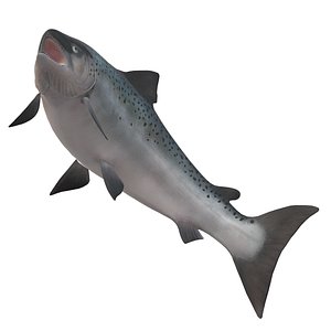 Salmon