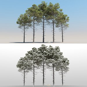 3D 10 pinus pinaster tree leaves model