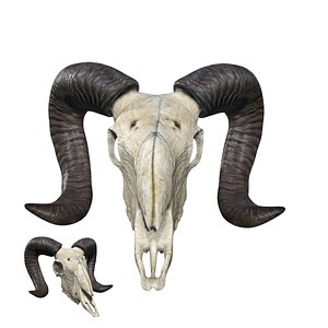 Ram skull 3D model