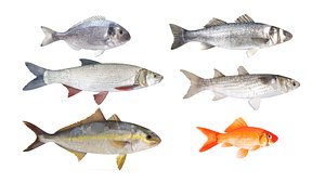 Fish Collection