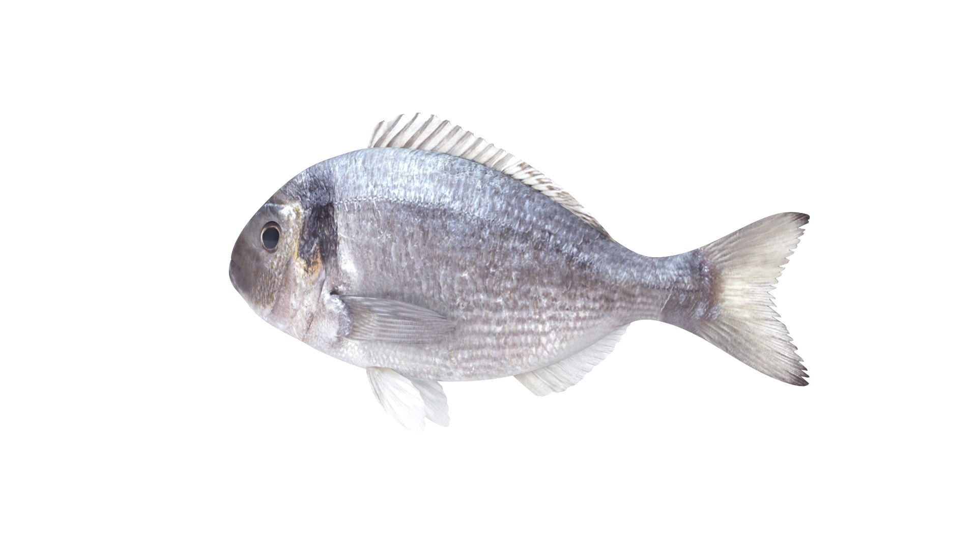 Fish Collection 3D Model - TurboSquid 2514531