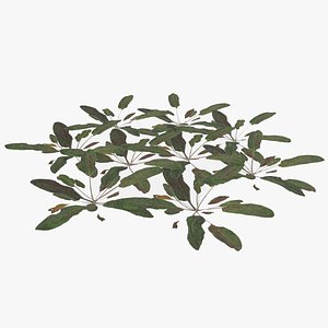 plant lawn 3D model
