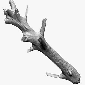 Tree trunk branch wood 3d Scan in highpoly