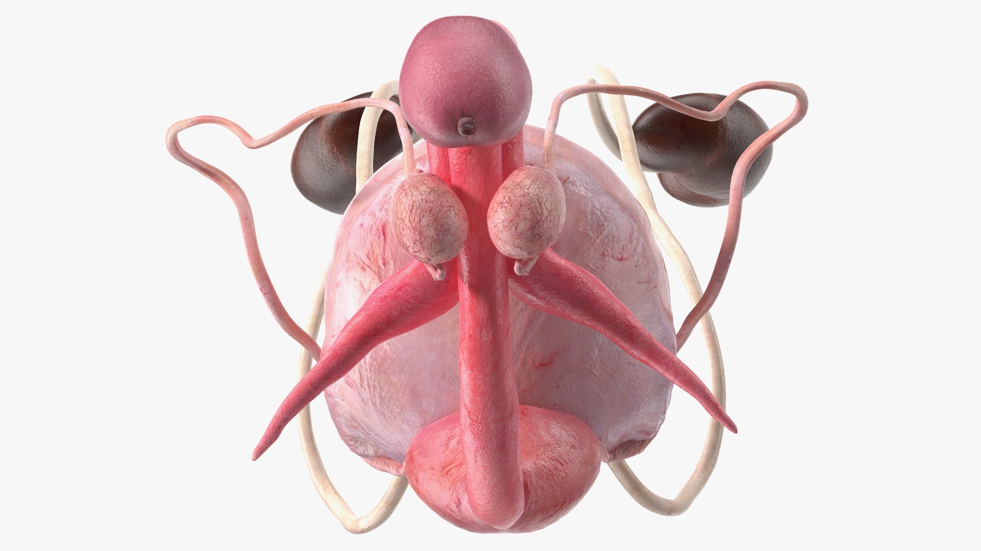 Male Reproductive System 3D Model - TurboSquid 1830008