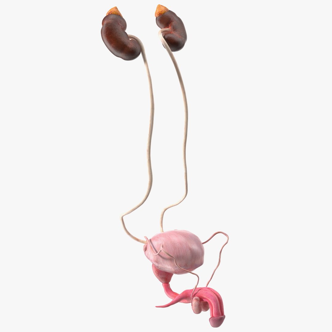 Male Reproductive System 3D model preview
