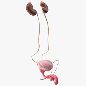 Male Reproductive System 3D model