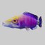 3d mystery wrasse model