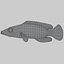 3d mystery wrasse model