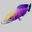 3d mystery wrasse model