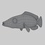 3d mystery wrasse model