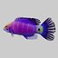 3d mystery wrasse model