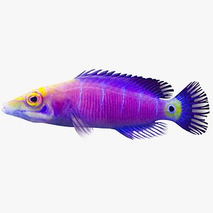 3d mystery wrasse model