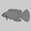 3d mystery wrasse model