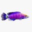3d mystery wrasse model