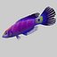 3d mystery wrasse model