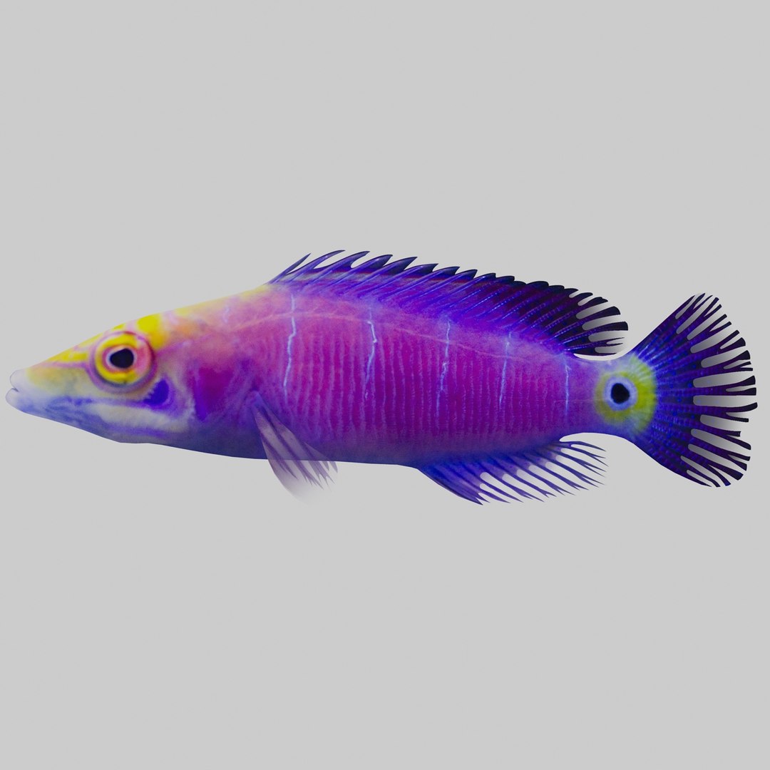3d mystery wrasse model https://p.turbosquid.com/ts-thumb/y5/U92Ahu/sNdob5D0/mysterywrasser1a/jpg/1365287517/1920x1080/fit_q87/c936db2b382ab83f58bec0199923ac31f397f0d5/mysterywrasser1a.jpg