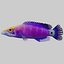3d mystery wrasse model