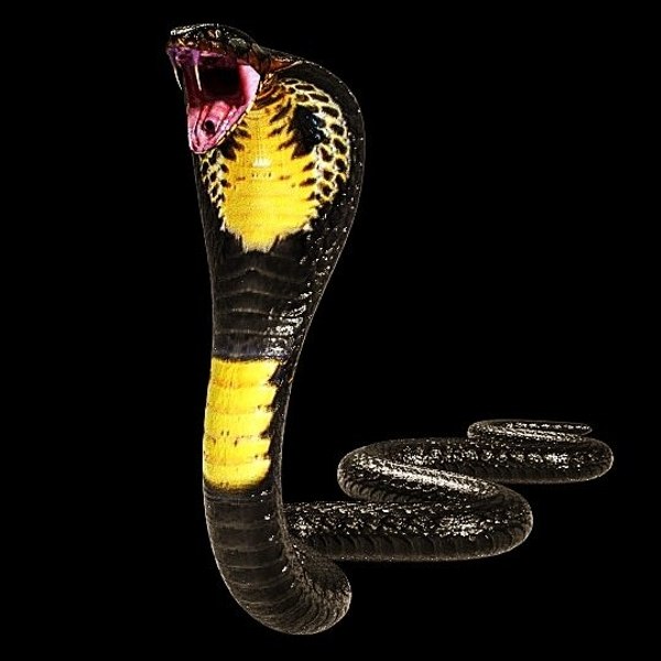 3D модель Король Кобра Черная змея Низкополигональная Реалистичная -  TurboSquid 1605937