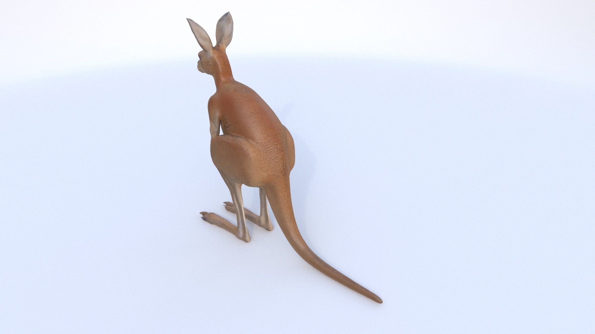 Kangaroo 1 3D Model - TurboSquid 2335007