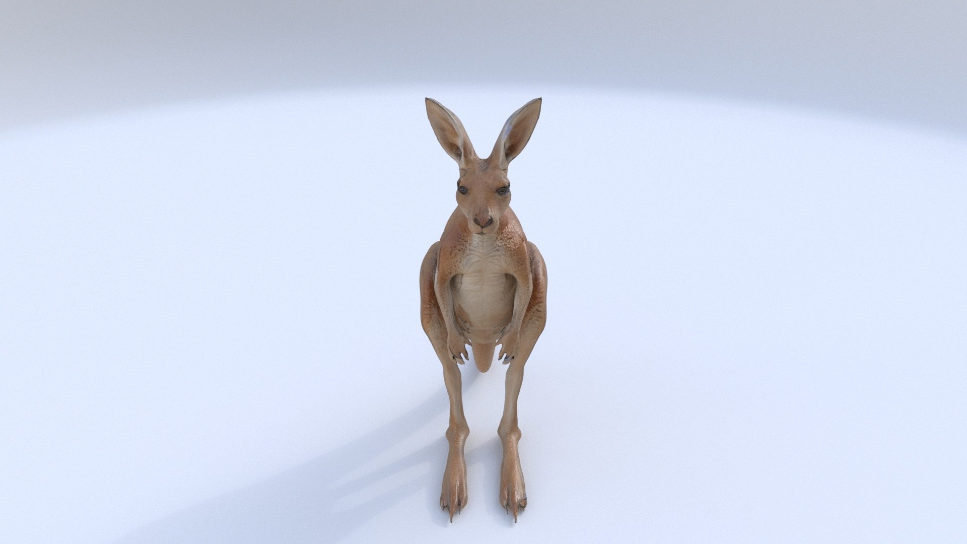 Kangaroo 1 3D Model - TurboSquid 2335007