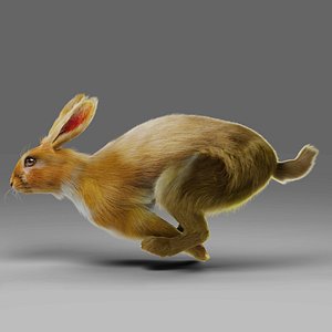 Fur Rabbit Rigged and Animation in Blender