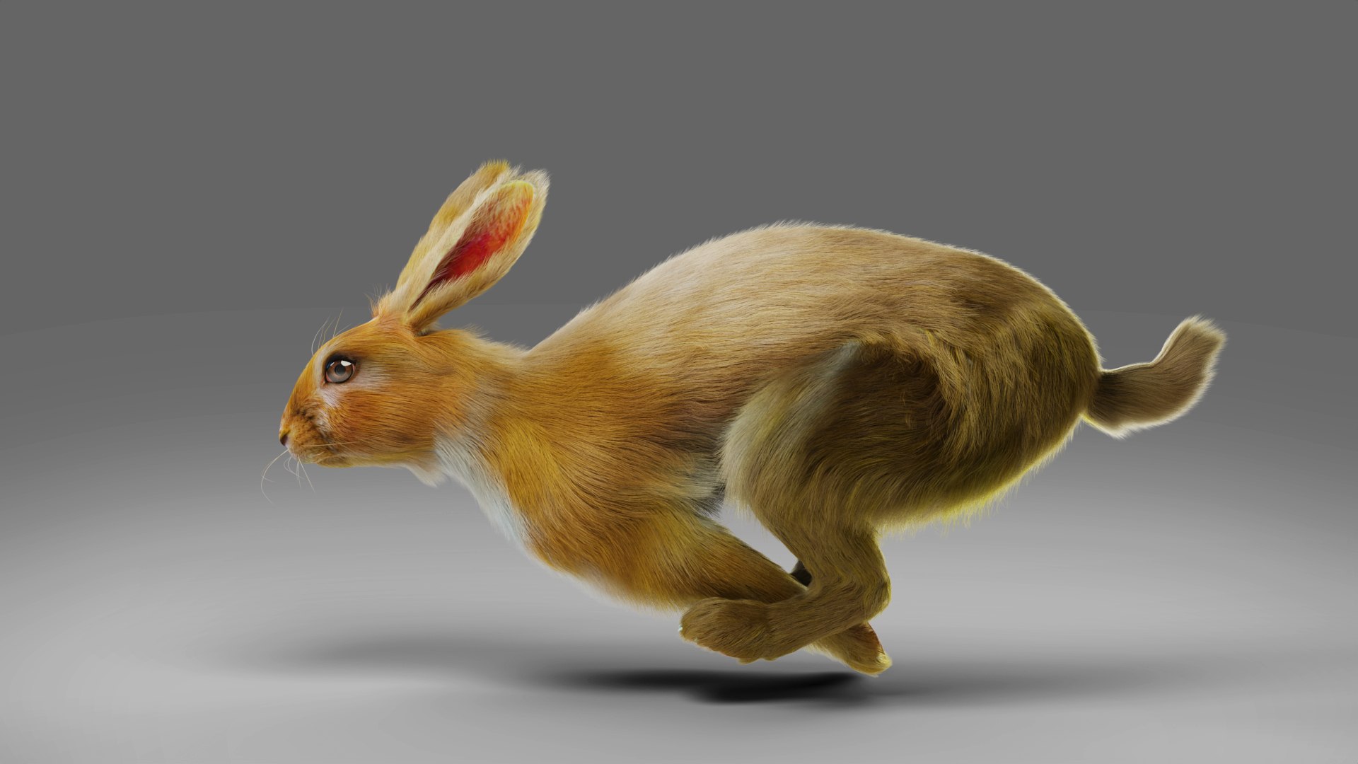 Fur Rabbit Rigged And Animation In Blender 3D - TurboSquid 1928660