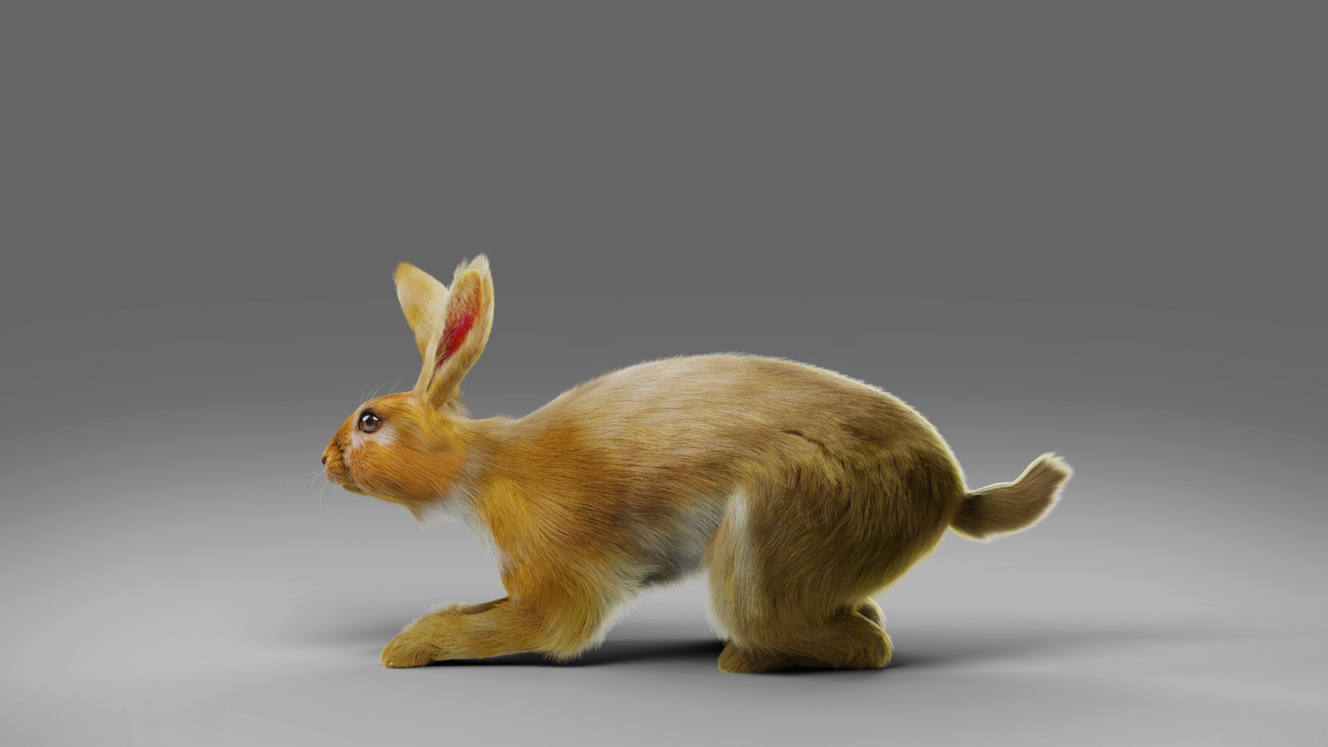 Fur Rabbit Rigged And Animation In Blender 3D - TurboSquid 1928660