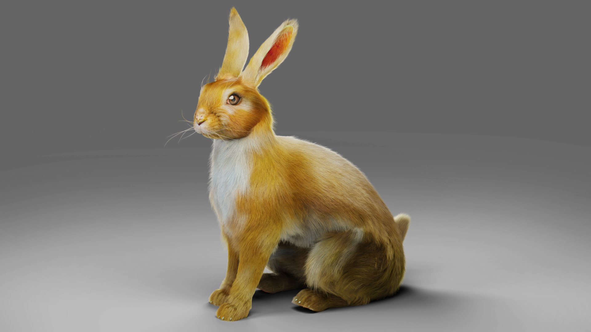 Fur Rabbit Rigged And Animation In Blender 3D - TurboSquid 1928660