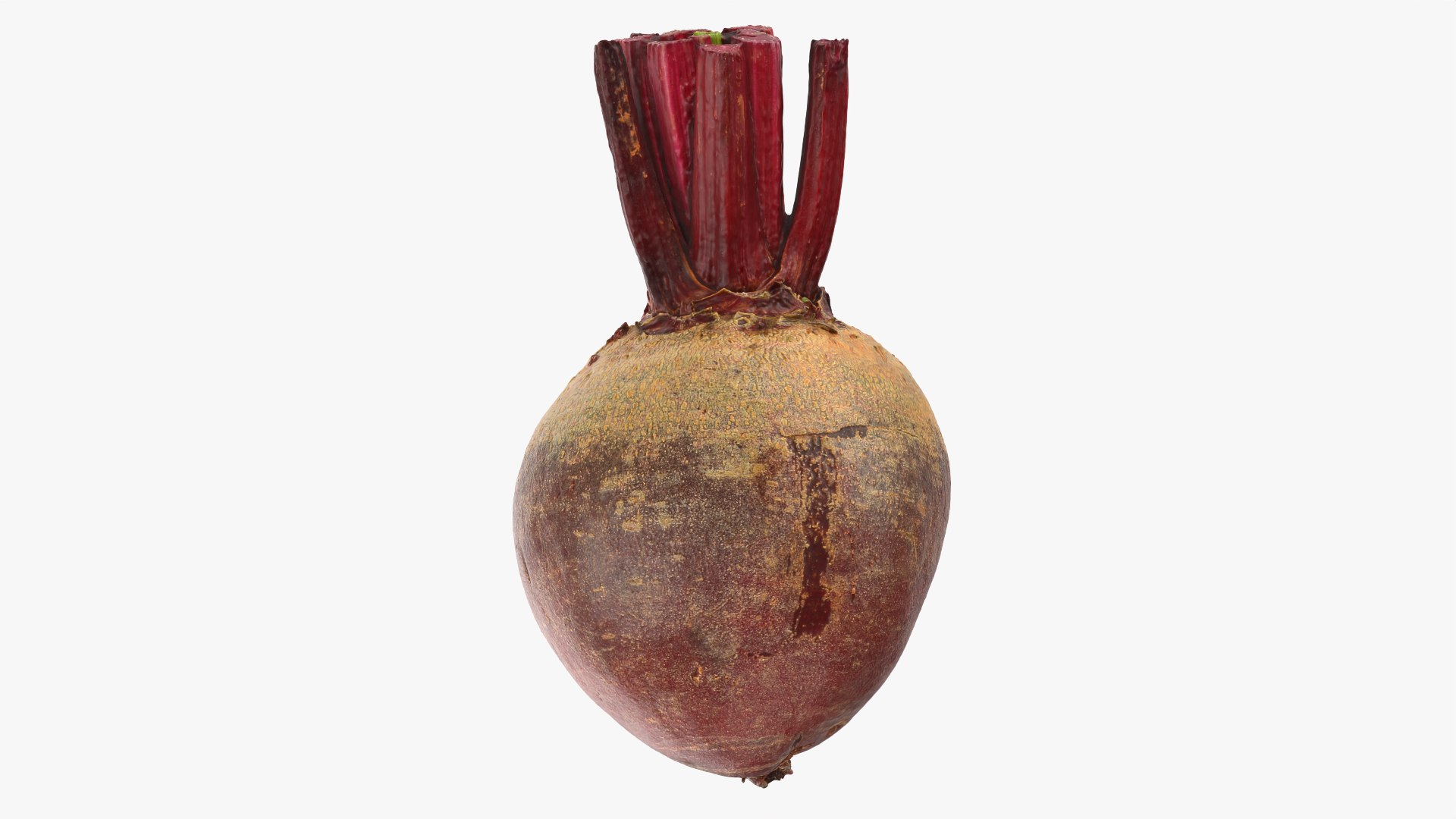Root Vegetables Collection 3 3D https://p.turbosquid.com/ts-thumb/y5/sgd2P6/ZJ/beetroot_0001/png/1770879682/1920x1080/fit_q87/90a7d08b623a2c19b9caaecdc8b463c0c238dcba/beetroot_0001.jpg
