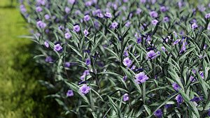 3D mexican petunia brittoniana model